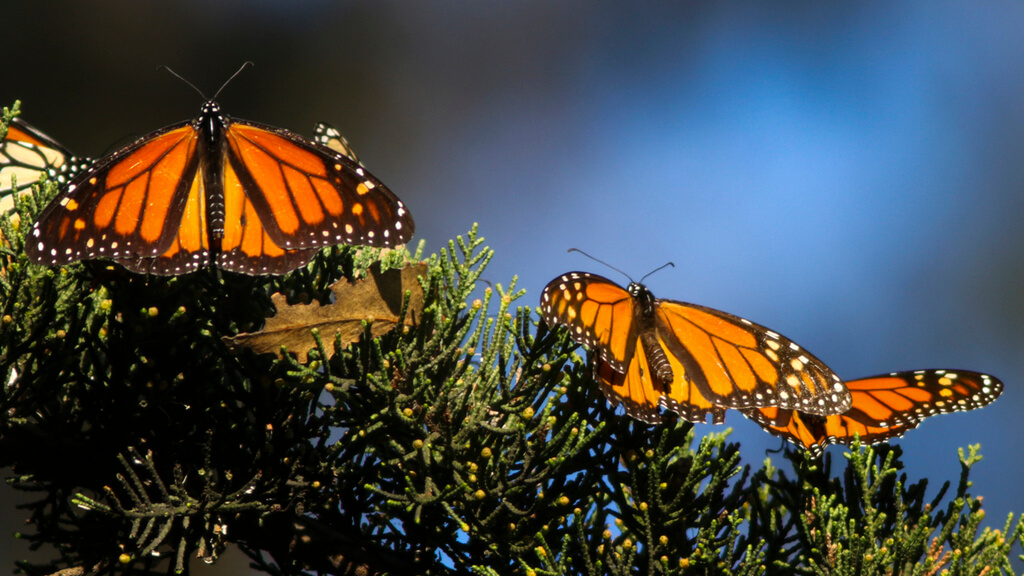 Butterfly Grove of the Monarch: things to do in pismo beach CA