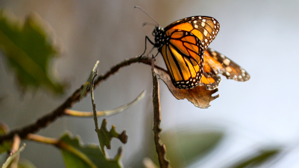 Butterfly Grove of the Monarch: things to do in pismo beach CA