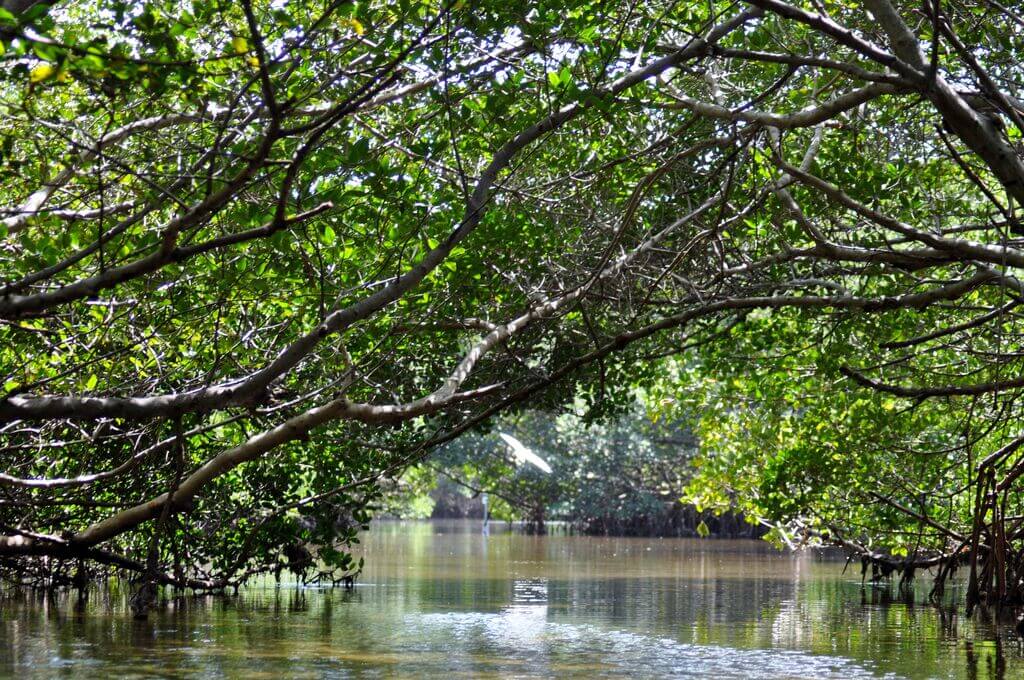things to do in tampa florida: Weedon Island Preserve