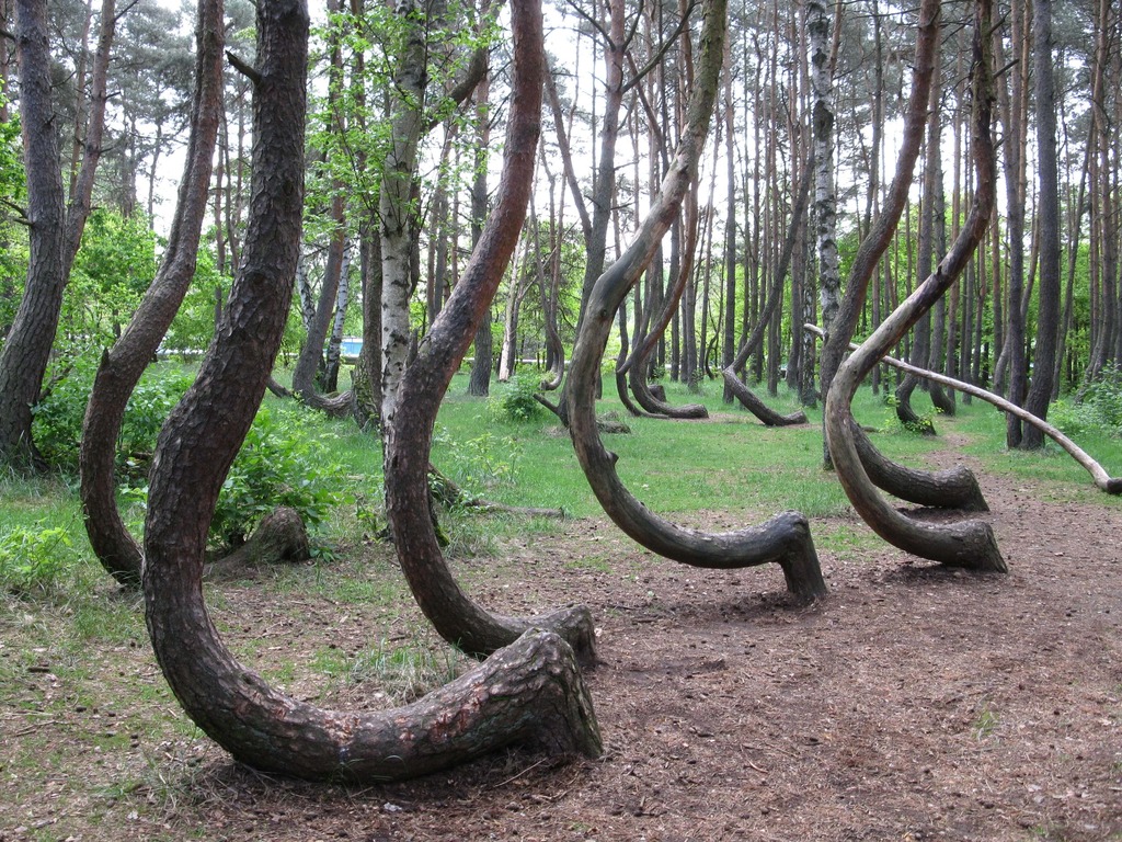 weird looking trees